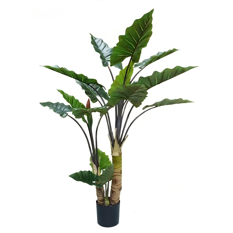 Philodendron Selloum Leaves