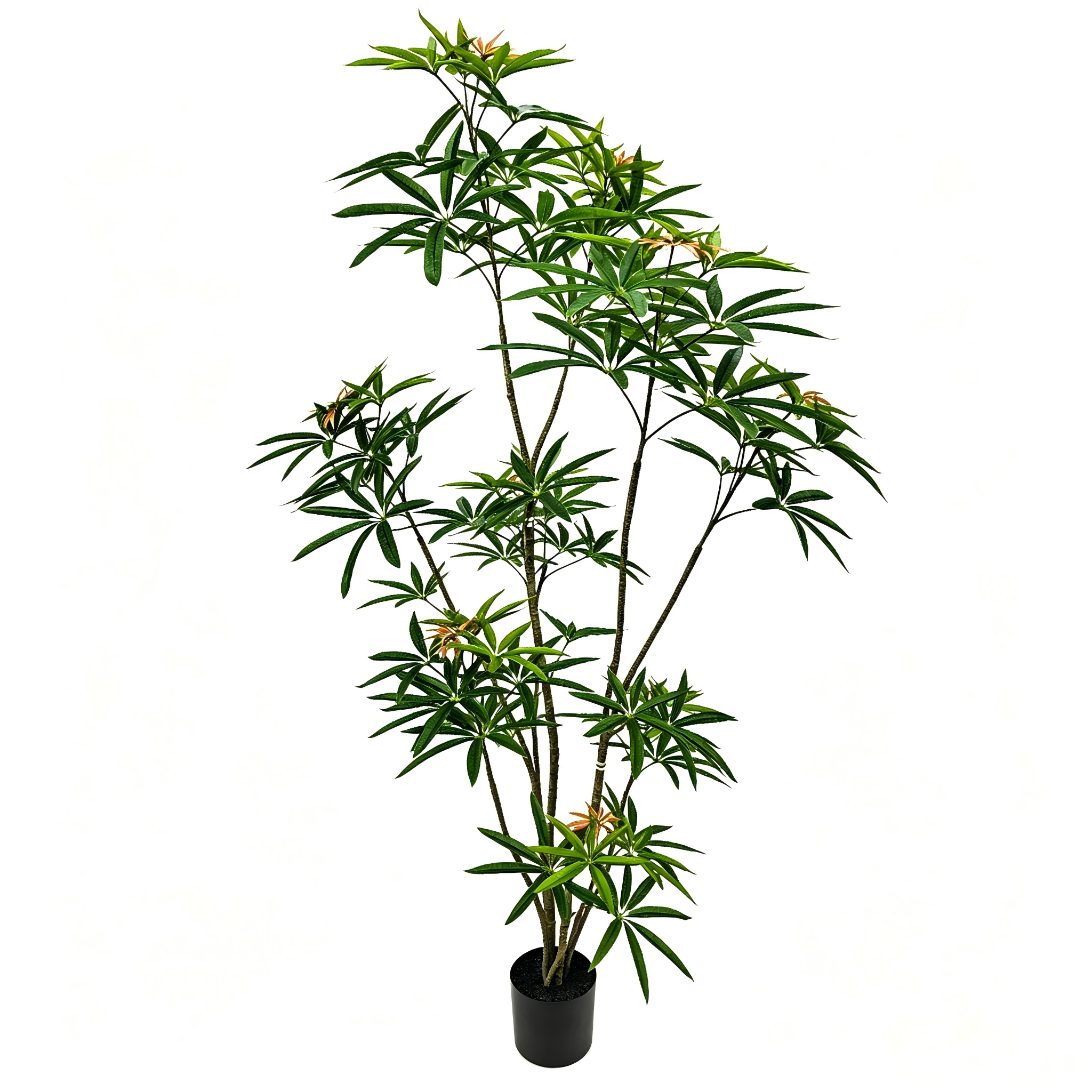 Queensland Umbrella Tree