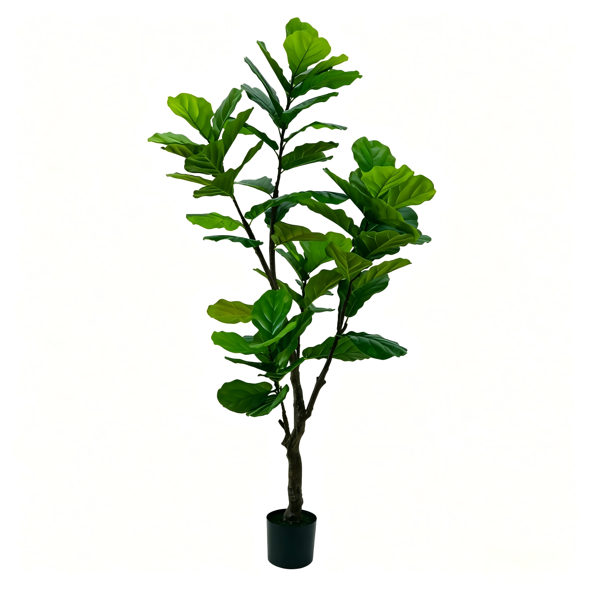 Fiddle-leaf fig