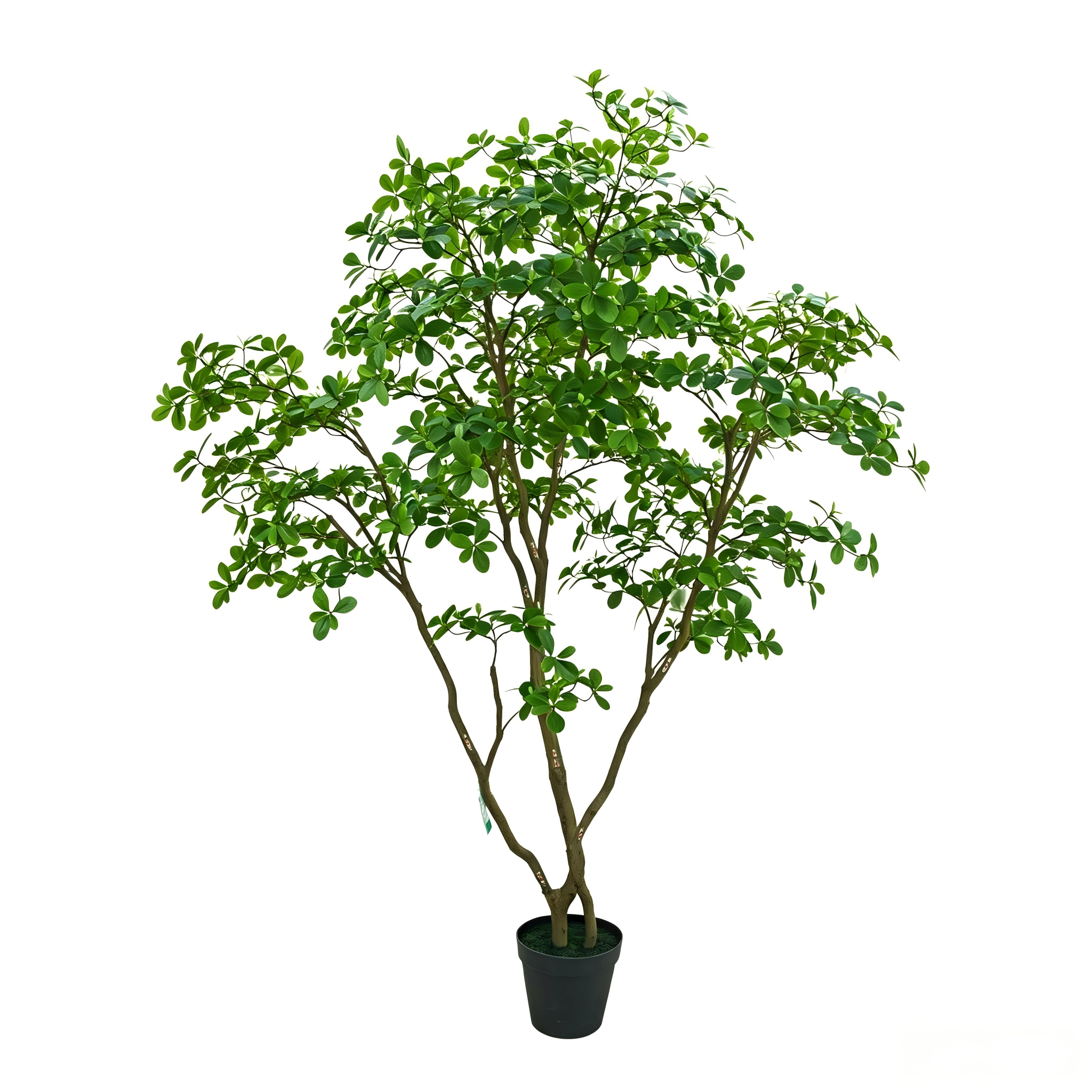 Mangrove Leaf Tree